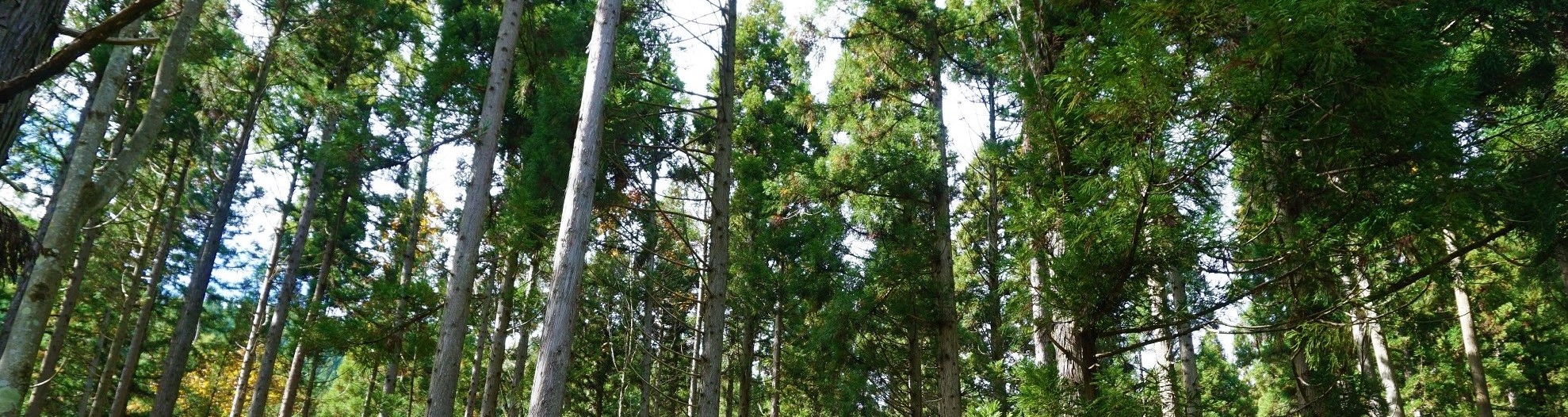 森林施業プランナー認定制度が始まりました！